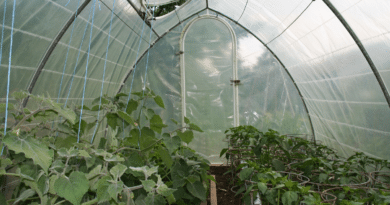 Jard&iacute;n forestal, Qu&eacute; plantas crecen mejor dentro de un invernadero