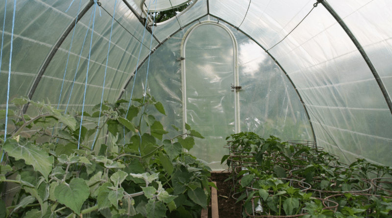 , Qu&eacute; plantas crecen mejor dentro de un invernadero