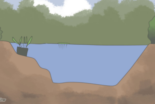 Grow an Edible Pond Step 4Bullet2.jpg